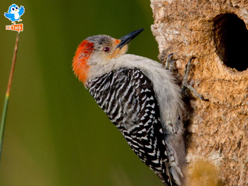 Woodpecker là con gì