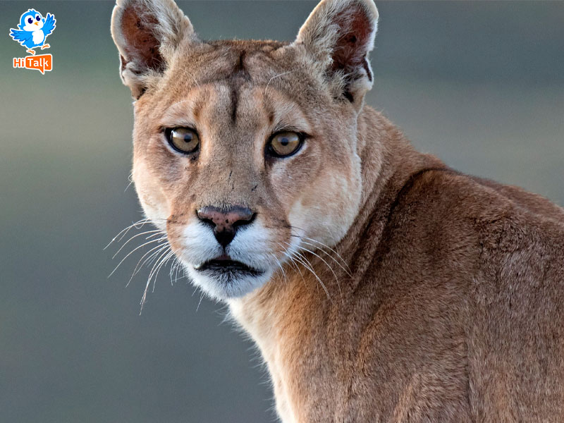 Báo sư tử - Cougar