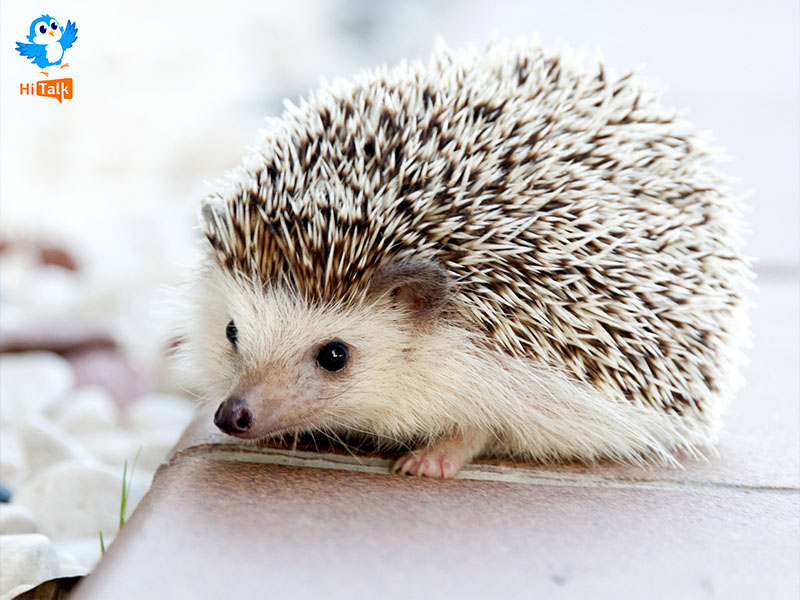 Hedgehog - Con nhím