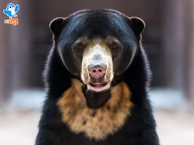 Sun bear - Gấu chó
